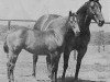 Zuchtstute Peppy Belle (Quarter Horse, 1955, von Pep Up)