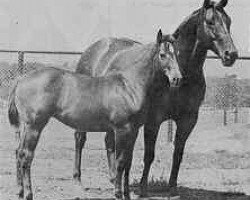 Zuchtstute Peppy Belle (Quarter Horse, 1955, von Pep Up)