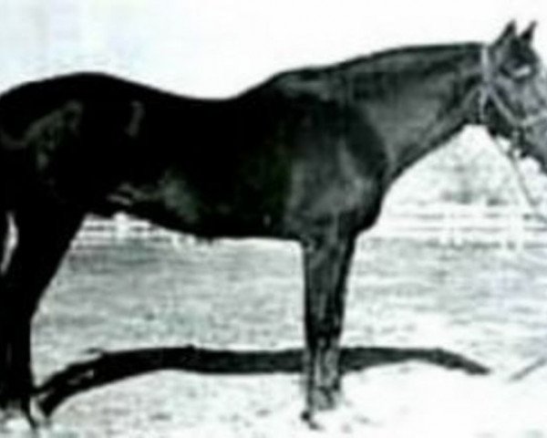 stallion Old Sorrel (Quarter Horse, 1915, from Hickory Bill)