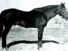 stallion Old Sorrel (Quarter Horse, 1915, from Hickory Bill)