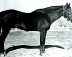 stallion Old Sorrel (Quarter Horse, 1915, from Hickory Bill)