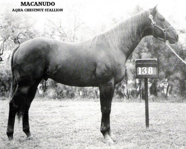 stallion Macanudo (Quarter Horse, 1934, from Old Sorrel)