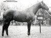 stallion Macanudo (Quarter Horse, 1934, from Old Sorrel)