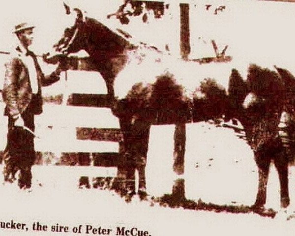 Deckhengst Dan Tucker (Quarter Horse, 1887, von Barney Owens)