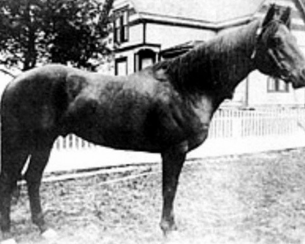 Deckhengst Peter McCue (Quarter Horse, 1895, von Dan Tucker)