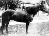 stallion Peter McCue (Quarter Horse, 1895, from Dan Tucker)