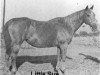Zuchtstute Little Sue (Quarter Horse, 1929, von Sam Watkins)