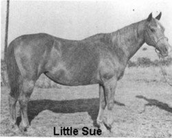 Zuchtstute Little Sue (Quarter Horse, 1929, von Sam Watkins)