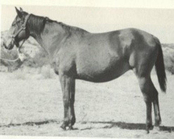 Zuchtstute Little Fanny (Quarter Horse, 1937, von Joe Reed)