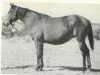 Zuchtstute Little Fanny (Quarter Horse, 1937, von Joe Reed)
