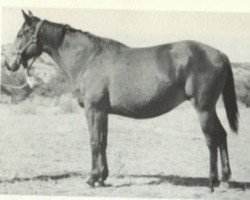 Zuchtstute Little Fanny (Quarter Horse, 1937, von Joe Reed)