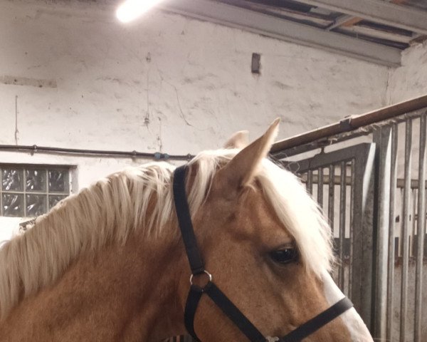 dressage horse Great Again 2 (German Riding Pony, 2019)