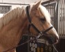 dressage horse Great Again 2 (German Riding Pony, 2019)