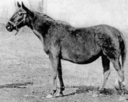 broodmare Mannie Gray xx (Thoroughbred, 1874, from Enquirer xx)