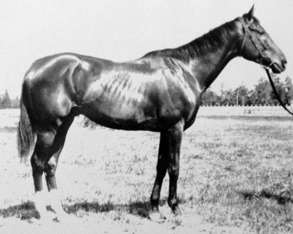 stallion Domino xx (Thoroughbred, 1891, from Himyar xx)