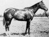 stallion Domino xx (Thoroughbred, 1891, from Himyar xx)
