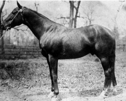 stallion Commando xx (Thoroughbred, 1898, from Domino xx)