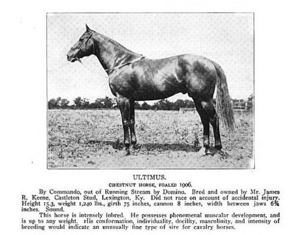 stallion Ultimus xx (Thoroughbred, 1906, from Commando xx)