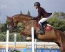 jumper Tambi (Swedish Warmblood, 2009, from Tornesch)