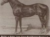 stallion Old DJ (Quarter Horse, 1900, from Crazy Q)