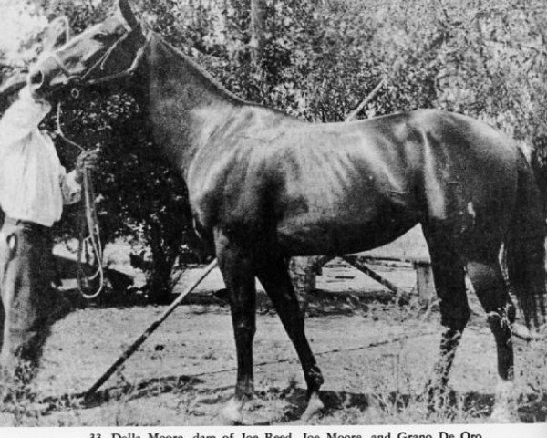 broodmare Della Moore (Quarter Horse, 1909, from Old DJ)