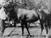 Zuchtstute Della Moore (Quarter Horse, 1909, von Old DJ)