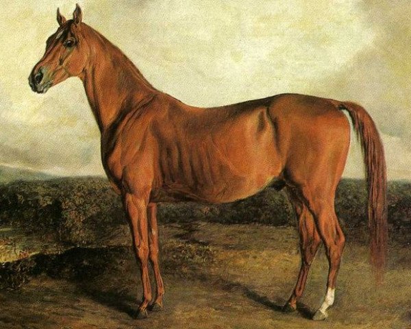 stallion American Eclipse xx (Thoroughbred, 1814, from Duroc xx)