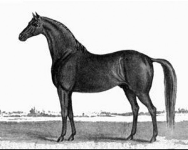 stallion Timoleon xx (Thoroughbred, 1814, from Sir Archy xx)