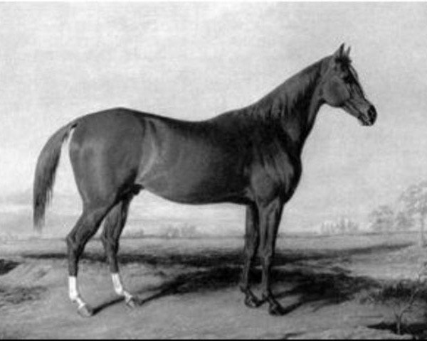 stallion Boston xx (Thoroughbred, 1833, from Timoleon xx)