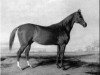 stallion Boston xx (Thoroughbred, 1833, from Timoleon xx)