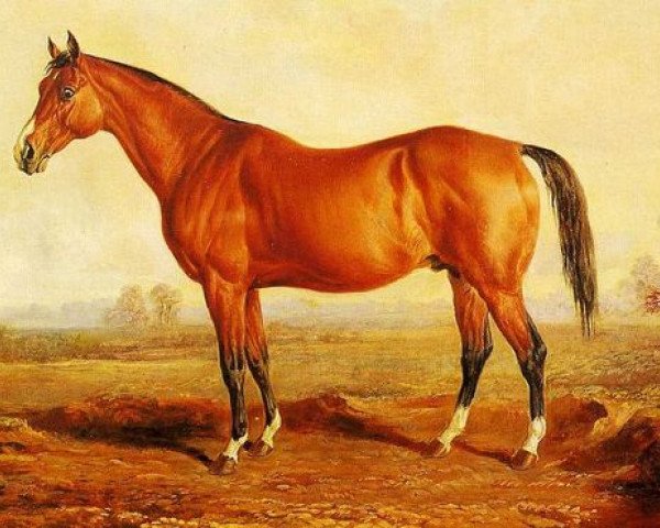 stallion Lexington xx (Thoroughbred, 1850, from Boston xx)