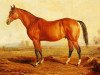 stallion Lexington xx (Thoroughbred, 1850, from Boston xx)
