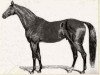 stallion Leamington xx (Thoroughbred, 1853, from Faugh-a-Ballagh xx)