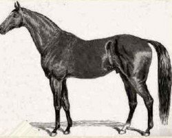 stallion Leamington xx (Thoroughbred, 1853, from Faugh-a-Ballagh xx)