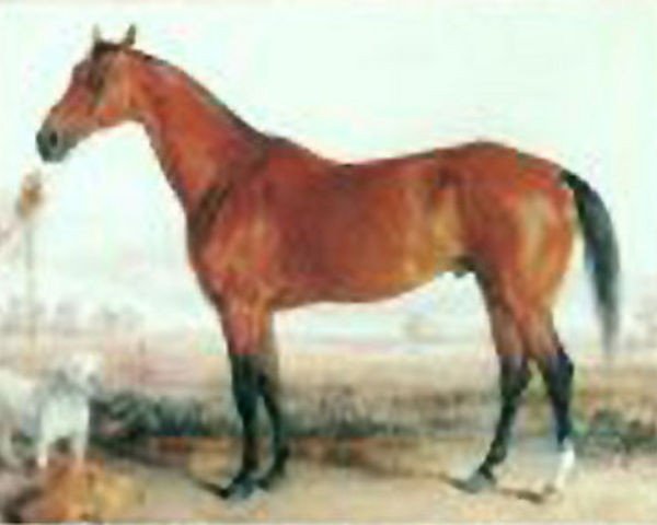 stallion Enquirer xx (Thoroughbred, 1867, from Leamington xx)
