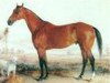 stallion Enquirer xx (Thoroughbred, 1867, from Leamington xx)