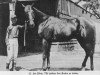 stallion Joe Blair xx (Thoroughbred, 1911, from Bonnie Joe xx)