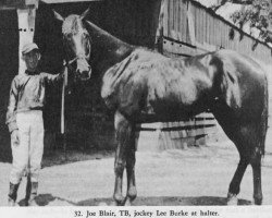 stallion Joe Blair xx (Thoroughbred, 1911, from Bonnie Joe xx)