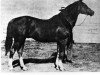 Deckhengst Joe Reed (Quarter Horse, 1921, von Joe Blair xx)