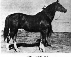 stallion Joe Reed (Quarter Horse, 1921, from Joe Blair xx)