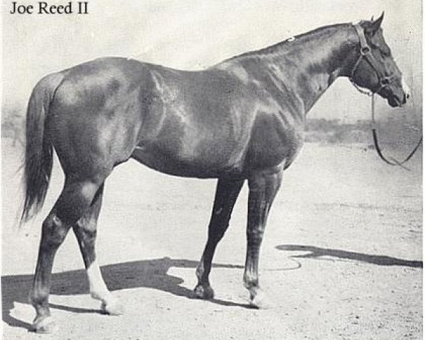 Deckhengst Joe Reed II (Quarter Horse, 1936, von Joe Reed)