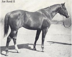 stallion Joe Reed II (Quarter Horse, 1936, from Joe Reed)