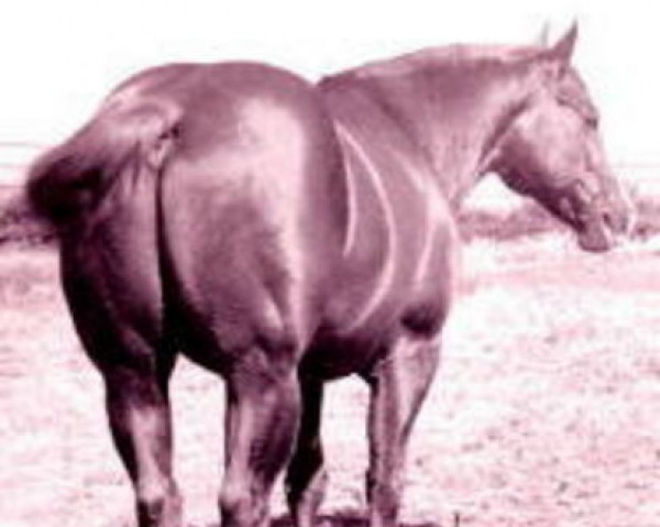 stallion Leo (Quarter Horse, 1940, from Joe Reed II)