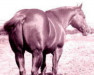 Deckhengst Leo (Quarter Horse, 1940, von Joe Reed II)