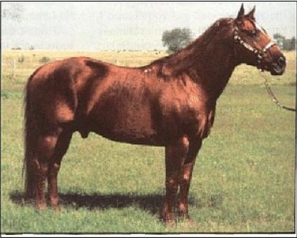 Deckhengst Mr. San Peppy (Quarter Horse, 1968, von Leo San)