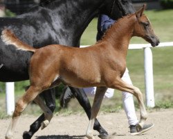 Dressurpferd Gemma (Deutsches Reitpony, 2022, von Dating At NRW)