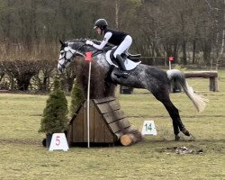 Springpferd Candy de Luxe 5 (Deutsches Reitpony, 2012, von FS Champion de Luxe)