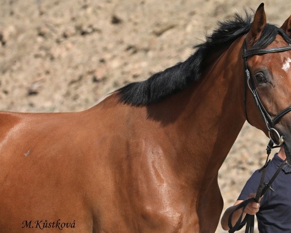 broodmare Cecilie PJ (Westphalian, 2019, from Canoso)