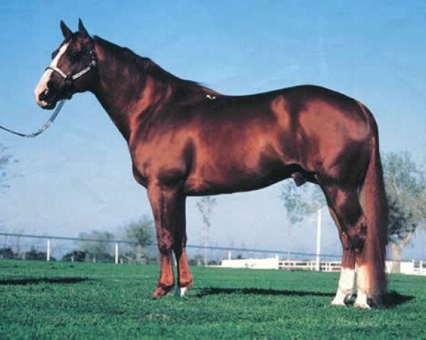 Deckhengst Peppy San Badger (Quarter Horse, 1974, von Mr. San Peppy)