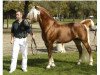 stallion Arino (Haflinger, 2001, from Amsterdam)